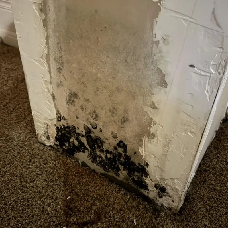 Professional Mold Removal in Batavia, NY